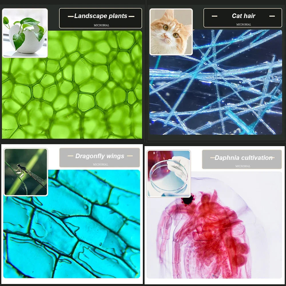 Zoom Microscope Kit for Kids